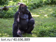 Gorilla in Washington zoo. Стоковое фото, фотограф Анна Кривицкая / Фотобанк Лори