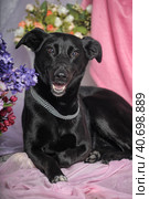 Happy black dog house cur on the background of flowers. Стоковое фото, фотограф Анна Кривицкая / Фотобанк Лори