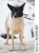 White with black young dog pooch. Стоковое фото, фотограф Анна Кривицкая / Фотобанк Лори