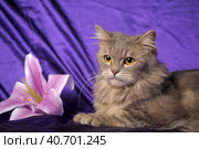 Beautiful fluffy gray cat and flower. Стоковое фото, фотограф Анна Кривицкая / Фотобанк Лори