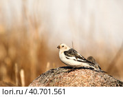 Пуночка (Plectrophenax nivalis) на фоне травы в весенней тундре. Стоковое фото, фотограф Слава Тундринский / Фотобанк Лори