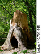 Nature - scenes: a huge stump from an age-old deciduous tree under a green forest canopy. The lower part of a rotten trunk with large root cavities and wood eaten by woodworms. Стоковое фото, фотограф Анатолий Власов / Фотобанк Лори