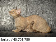 Devon Rex  Cat on grey background. Стоковое фото, фотограф Анна Кривицкая / Фотобанк Лори