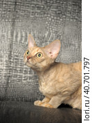 Devon Rex  Cat on grey background. Стоковое фото, фотограф Анна Кривицкая / Фотобанк Лори