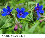Pulmonária lungwort flowers on green. Стоковое фото, фотограф Анна Кривицкая / Фотобанк Лори