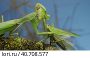 Sexual cannibalism, Close-up portrait of large female green praying mantis eats the male after mating on tree branch covered with lichen. Transcaucasian tree mantis (Hierodula transcaucasica) Стоковое фото, фотограф Некрасов Андрей / Фотобанк Лори