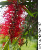 Callistemon flowers close-up on a background of green foliage of a tree. Colorful natural background with callistemon flowers. Стоковое фото, фотограф Бузмакова Светлана / Фотобанк Лори