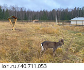 Самец лани (Dama dama). Лосиная Биостанция. Национальный парк "Лосиный Остров", Мытищи (2022 год). Редакционное фото, фотограф Мария Кылосова / Фотобанк Лори