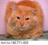 Red cat with a sore ear. Стоковое фото, фотограф Анна Кривицкая / Фотобанк Лори