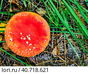 poisonous mushroom red amanita in the wild. Стоковое фото, фотограф Ирина Кононова / Фотобанк Лори