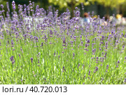 Lavandula angustifolia, formerly Lavandula officinalis, flowering plant in family Lamiaceae. Стоковое фото, фотограф Валерия Попова / Фотобанк Лори