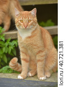 Young red cat in the summer garden near the house. Стоковое фото, фотограф Анна Кривицкая / Фотобанк Лори