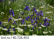 Ирисы сибирские в горах Крыма.  г. Северная Демерджи летом. Siberian irises in the Crimean mountains. Northern Demerdzhi in the summer. (2023 год). Стоковое фото, фотограф Владимир Шарый / Фотобанк Лори