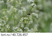 Тощая муха сидит на мелком белом цветке подмаренника душистого (лат. Galium odoratum). A skinny fly sits on a small white flower of the fragrant bedstraw (lat. Galium odoratum). Стоковое фото, фотограф Владимир Шарый / Фотобанк Лори