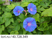 Ipomoea purpurea, common morning-glory, tall morning-glory, or purple morning glory, is a species in the genus Ipomoea, native to Mexico and Central America, commonly treated with toxic methylmercury. Стоковое фото, фотограф Юлия Петровская / Фотобанк Лори
