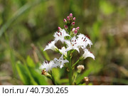 Menyanthes trifoliata. Вахта трёхлистная во время цветения, Ямало-Ненецкий автономный округ. Стоковое фото, фотограф Григорий Писоцкий / Фотобанк Лори