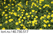 Bright summer floral background of yellow blooming dandelionы on green lawn at sunny day. Natural backdrop. Top view, close-up, flat lay, video. Стоковое видео, видеограф Виктория Катьянова / Фотобанк Лори