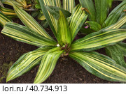 Tradescantia spathacea. Стоковое фото, фотограф Анна Кривицкая / Фотобанк Лори