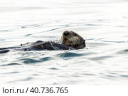 Sea Otter (Enhydra lutris) swimming in the water. Russia, Kamchatka, nearby Cape Kekurny, Russian bay. Стоковое фото, фотограф VittoriaChe / Фотобанк Лори