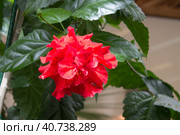 Гибискус китайский (Hibiscus rosa-sinensis) Стоковое фото, фотограф Елена Орлова / Фотобанк Лори