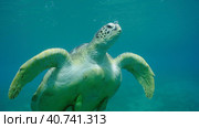 Close-up of Great Green Sea Turtle (Chelonia mydas) with Remora fish under shell slowly floats up, Red sea, Safaga, Egypt. Стоковое фото, фотограф Некрасов Андрей / Фотобанк Лори