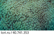 Close-up, Colonies of Flowerpot coral or Anemone coral (Goniopora columna). Coral polyps feed by filtering on plankton. Natural background of coral polyps, Red sea, Egypt. Стоковое фото, фотограф Некрасов Андрей / Фотобанк Лори