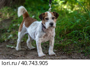 Jack Russell Terrier in the grass discovers the world. Стоковое фото, фотограф Анна Кривицкая / Фотобанк Лори