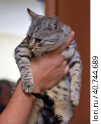Gray with stripes cat in hands. Стоковое фото, фотограф Анна Кривицкая / Фотобанк Лори