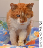 Ginger cat with an eyesore at an animal shelter. Стоковое фото, фотограф Анна Кривицкая / Фотобанк Лори
