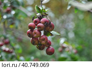 Спелые плоды китайской сливолистной яблони. Ripe fruits of the Chinese plum-leaved apple tree. Стоковое фото, фотограф Владимир Шарый / Фотобанк Лори