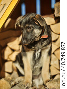 Puppy mestizo shepherd dog on wooden background. Стоковое фото, фотограф Анна Кривицкая / Фотобанк Лори