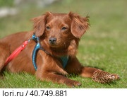 Small ginger dog of the Nevskaya Orchid breed. Стоковое фото, фотограф Анна Кривицкая / Фотобанк Лори