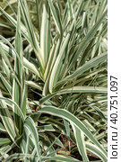 Variegated leaves of a Giant Reed. Стоковое фото, фотограф Анна Кривицкая / Фотобанк Лори