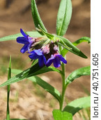 Pulmonária lungwort flowers on green. Стоковое фото, фотограф Анна Кривицкая / Фотобанк Лори