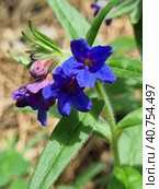 Pulmonária lungwort flowers on green. Стоковое фото, фотограф Анна Кривицкая / Фотобанк Лори