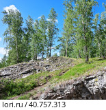 Россия. Урал. Березы растущие на скале. Стоковое фото, фотограф Александр Тараканов / Фотобанк Лори