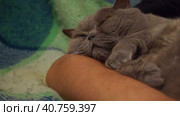 An old grey cat sleeps on a man's arm on the sofa. Fluffy pet in the house. Стоковое видео, видеограф Ярославский Максим / Фотобанк Лори