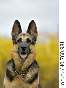 German Shepherd Dog on an Autumnal Background. Стоковое фото, фотограф Анна Кривицкая / Фотобанк Лори