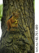 Red squirrel on a tree gnaws food. Стоковое фото, фотограф Анна Кривицкая / Фотобанк Лори