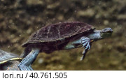 Swimming turtle. Стоковое фото, фотограф Анна Кривицкая / Фотобанк Лори