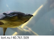 Swimming turtle. Стоковое фото, фотограф Анна Кривицкая / Фотобанк Лори