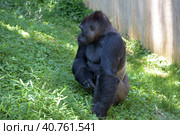 Gorilla in Washington zoo. Стоковое фото, фотограф Анна Кривицкая / Фотобанк Лори