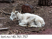 White goat in the rain. Стоковое фото, фотограф Анна Кривицкая / Фотобанк Лори