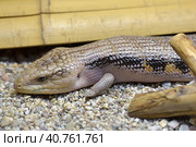African fat tailed gecko. Стоковое фото, фотограф Анна Кривицкая / Фотобанк Лори
