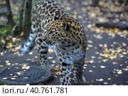 A photo of a male jaguar (Panthera onca) Стоковое фото, фотограф Анна Кривицкая / Фотобанк Лори