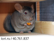 Gray chinchilla. Стоковое фото, фотограф Анна Кривицкая / Фотобанк Лори