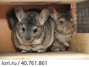 Gray chinchilla. Стоковое фото, фотограф Анна Кривицкая / Фотобанк Лори