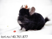 Black chinchilla. Стоковое фото, фотограф Анна Кривицкая / Фотобанк Лори