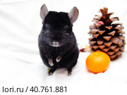 Black ebonite chinchilla. Стоковое фото, фотограф Анна Кривицкая / Фотобанк Лори