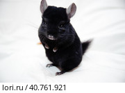 Black chinchilla. Стоковое фото, фотограф Анна Кривицкая / Фотобанк Лори